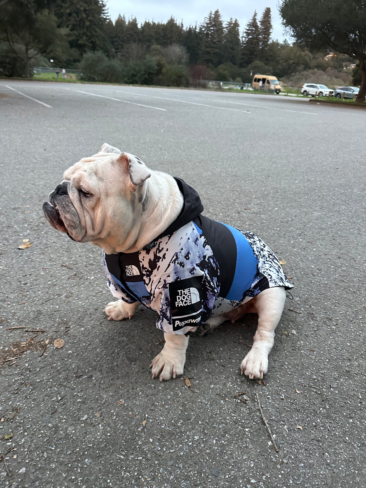 Dog Raincoat Windbreaker Hoodie (ALL SIZES) Sale