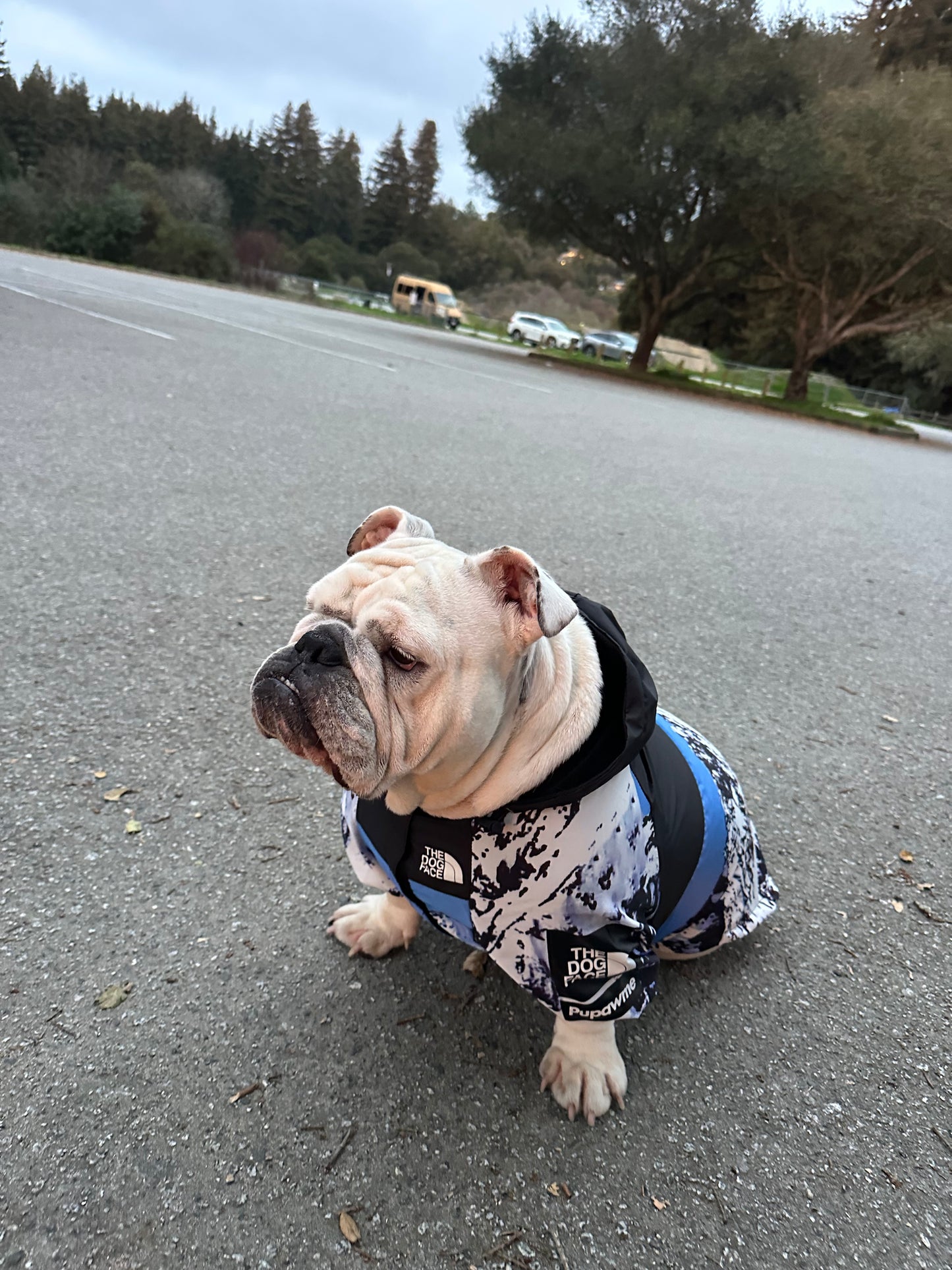 Dog Raincoat Windbreaker Hoodie (ALL SIZES) Sale