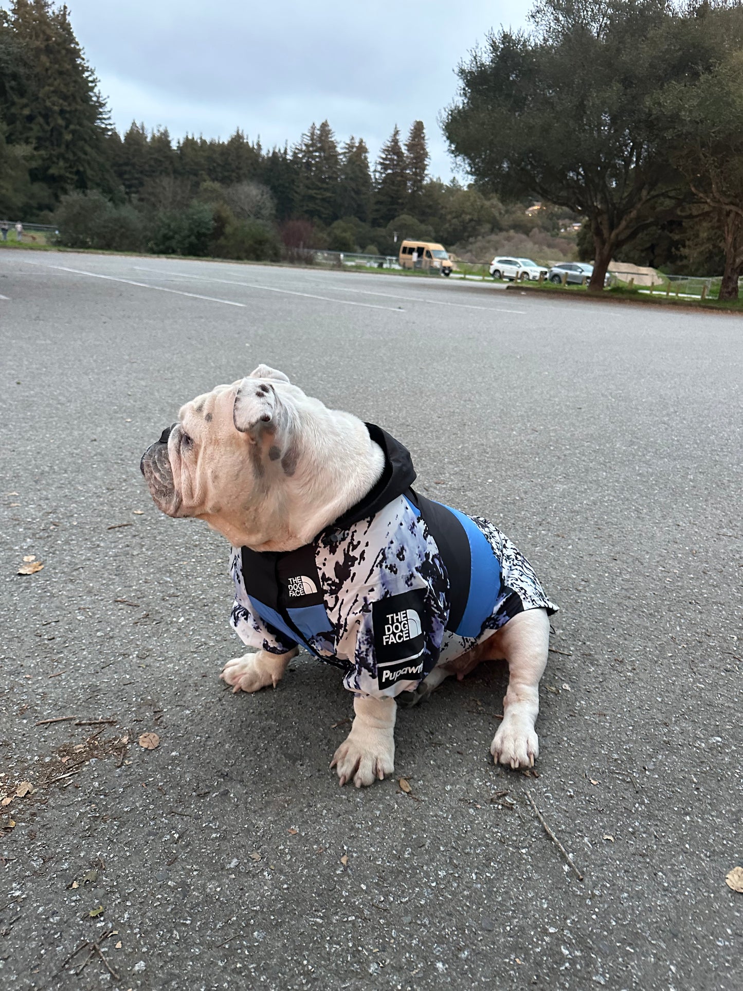 Dog Raincoat Windbreaker Hoodie (ALL SIZES) Sale