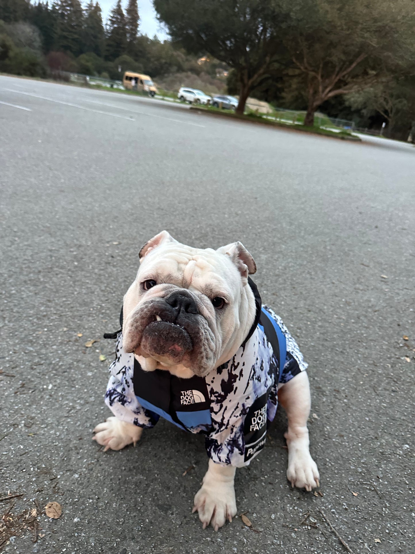 Dog Raincoat Windbreaker Hoodie (ALL SIZES) Sale