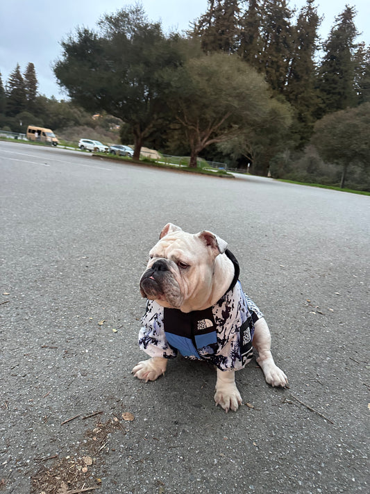 Dog Raincoat Windbreaker Hoodie (ALL SIZES) Sale