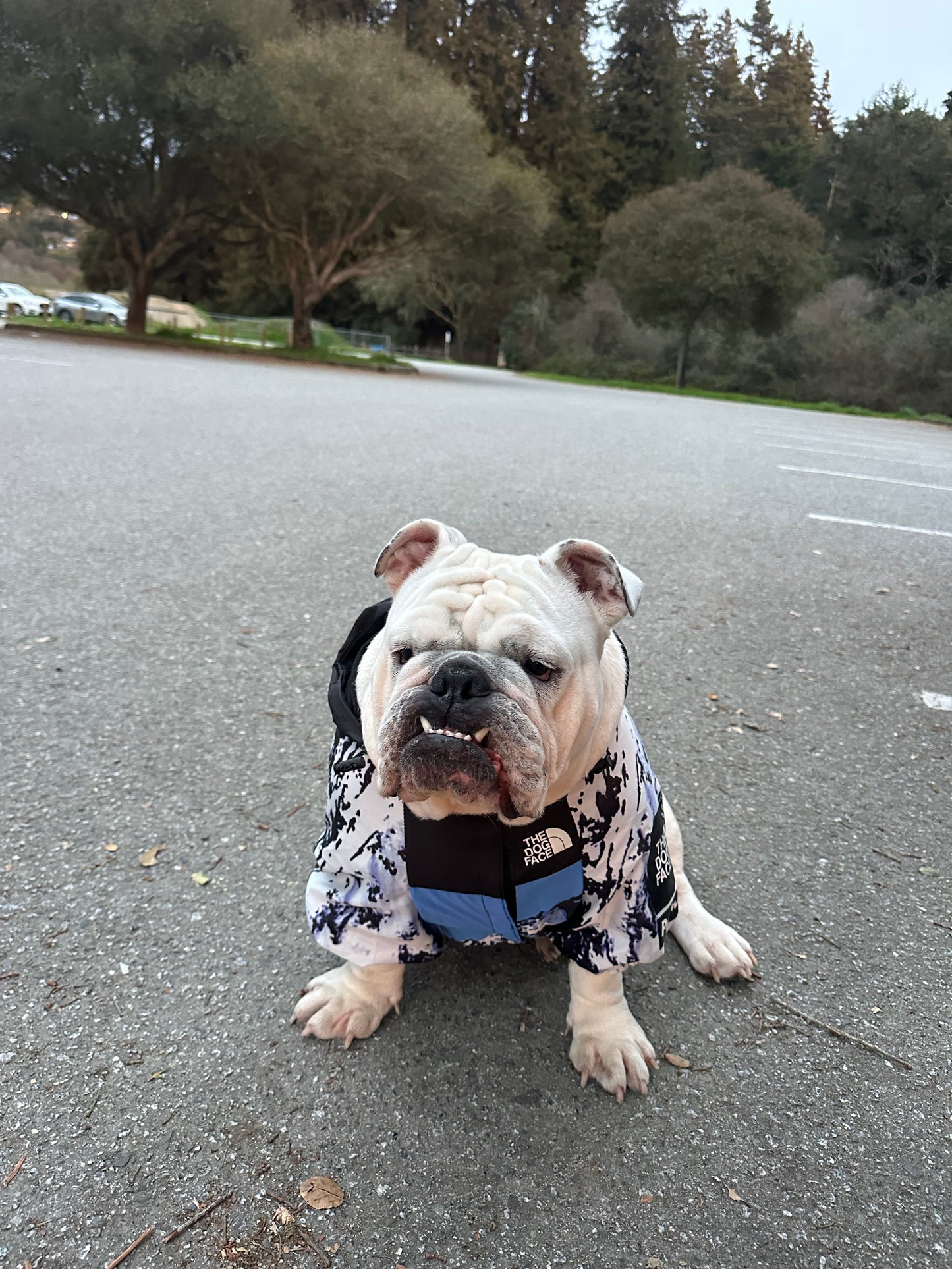 Dog Raincoat Windbreaker Hoodie (ALL SIZES) Sale