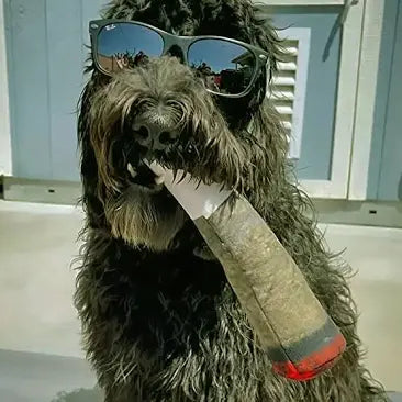 PAW Dog Joint (Doggie Doobie)